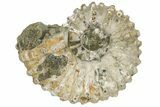 Bumpy Ammonite (Douvilleiceras) Fossil - Madagascar #224617-1